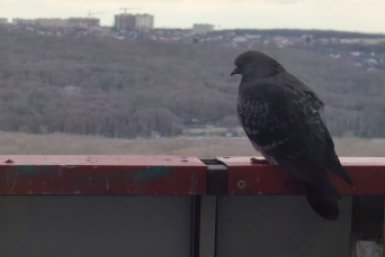 Голубь ИА Stavropol.Media