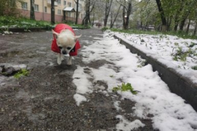 Цветы в снегу и контрастная погода мая в Ставрополе в кадрах ИА Stavropol.Media