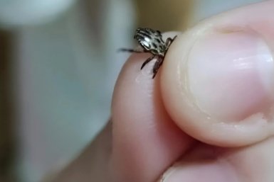 В мае от клещей - самое лучшее: 5 капель на одежду - и спрей не нужен, для взрослых и детей