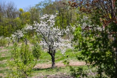 Яблоня сбросит завязи, если не подкормить в мае: 3 рецепта — под корень и по листу