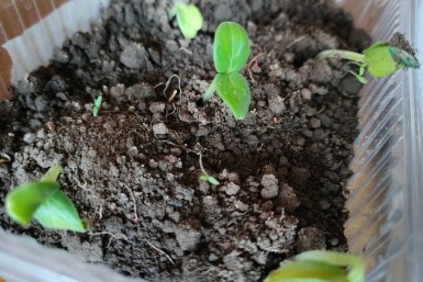 Сеем 3 сорта огурцов в теплицу – собираем урожай тачками: плоды без горечи уже в начале лета