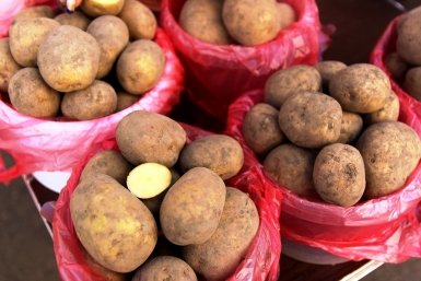Как Великая Отечественная помогла вывести лучшие сорта картофеля в СССР