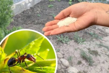 2 стакана крупы на участок – и муравьи смотали удочки: результат через 2 недели