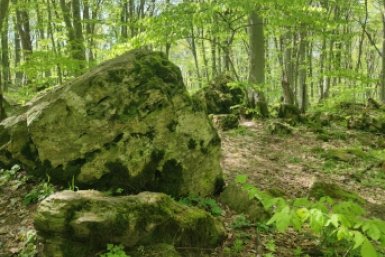 Величественные буки и запах черемши: майский фоторепортаж с горы Стрижамент