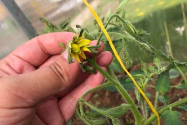 Высаживаю рассаду томатов и кладу обязательно: 3 ингредиента в лунки для быстрого старта, крепких растений и богатого урожая