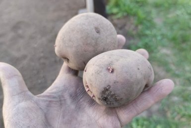 Картошка, от которой душа поёт: 5 сортов — крупные, рассыпчатые, хоть в пюре, хоть на сковороду