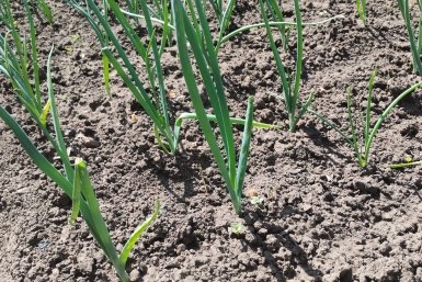 Лук Автора
