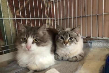 Котики ищут хозяина Кошкин дом