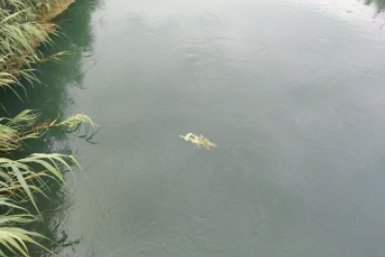На Ставрополье вода на реке Калаус продолжит подниматься до конца суток 3 июня