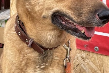 Бастрыкину доложат по делу о нападении собак на детей в Минводах