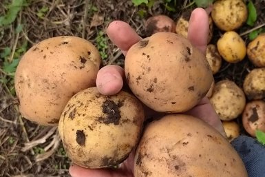 Сажаю картошку по-белорусски — и урожайность взлетает в 10 раз: секрет правильной посадки