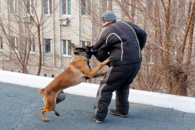 Эти ошибки в воспитании собаки приводят к агрессии: и хозяева не замечают