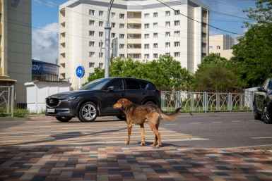 Бастрыкин ждёт доклад по уголовному делу о разгуле бродячих собак в Ессентуках