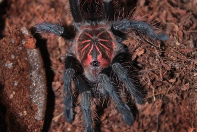 Паук Кирилл Роткин, ИА IrkutskMedia