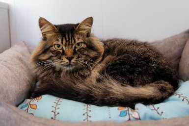 Не стареют, не болеют и живут по 15 лет - эти 5 пород котов-долгожителей