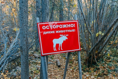 лось Мария Смитюк, ИА PrimaMedia