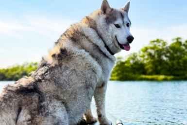 Не только возраст и порода: от чего чаще всего умирают домашние собаки