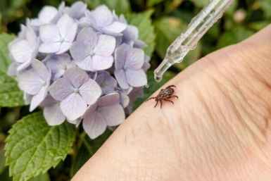 10 капель на одежду - и клещей как ветром сдуло, даже не приблизятся: защита от паразитов