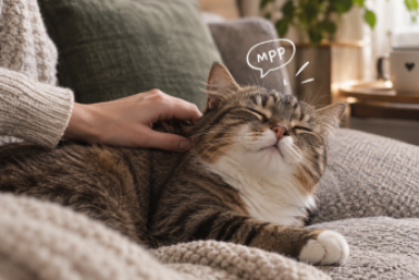 Кошка сказала "мрр" после поглаживания: причины, о которых стоит знать хозяину