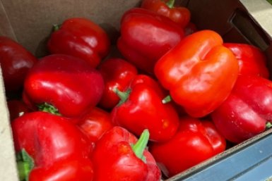 Сладкий перец на Урале и в Сибири: 5 сортов, которые не подведут в холодное лето