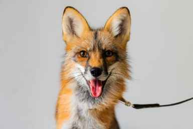 Домашняя лиса Мелиса Евгений Кулешов, ИА PrimaMedia