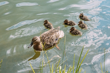 утки Мария Смитюк, ИА PrimaMedia