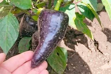 Среди черных перцев - лучшие 3: стенки толстые как мясо, вкус хоть с грядки ешь