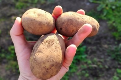 Самый урожайный сорт картошки — клубни до 200 г: посадила ведро, а выкопала 360 кг