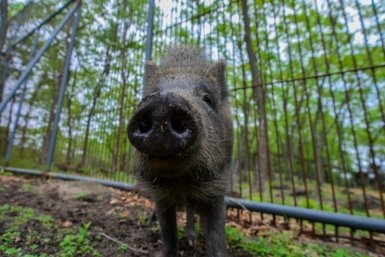 Фотогеничный кабанчик устроил прогулку на осенней трассе в Приморье
