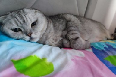 Как отучить кота будить в 5 утра: 3 простых шага — и питомец храпит у вас под бочком