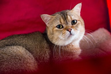 10 кошек, которые ждут как Хатико, ластятся на диване и дежурят у порога: не отходят ни на шаг