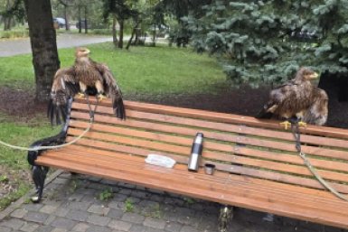 Наживались на птицах: двух орлов изъяли у уличных фотографов в Пятигорске
