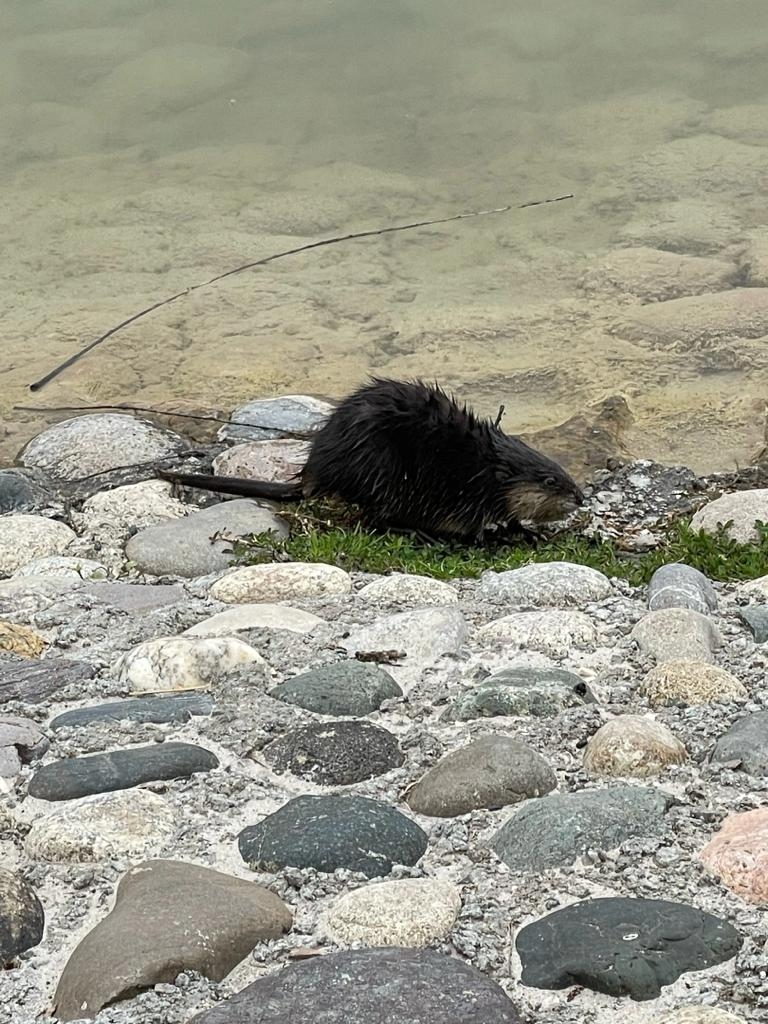 Ондатра вернулась на городское озеро Железноводска Администрация Железноводска