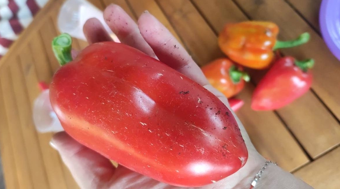 Хватит лить воду на перец: стакан закваски на ведро - по 7 кг с каждого куста ИА Sttavropol.Media