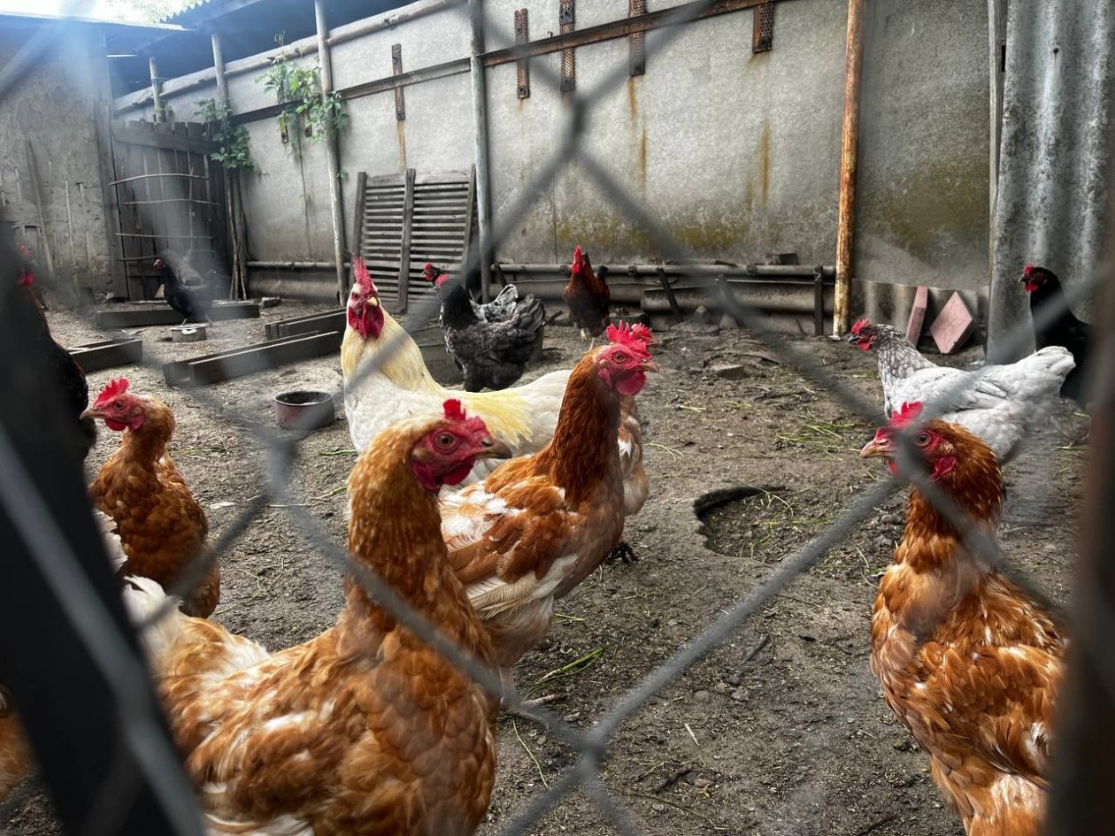 Кладу это в корм - и курица несёт как на дрожжах: до 200 яиц в год ИА Stavropol.Media