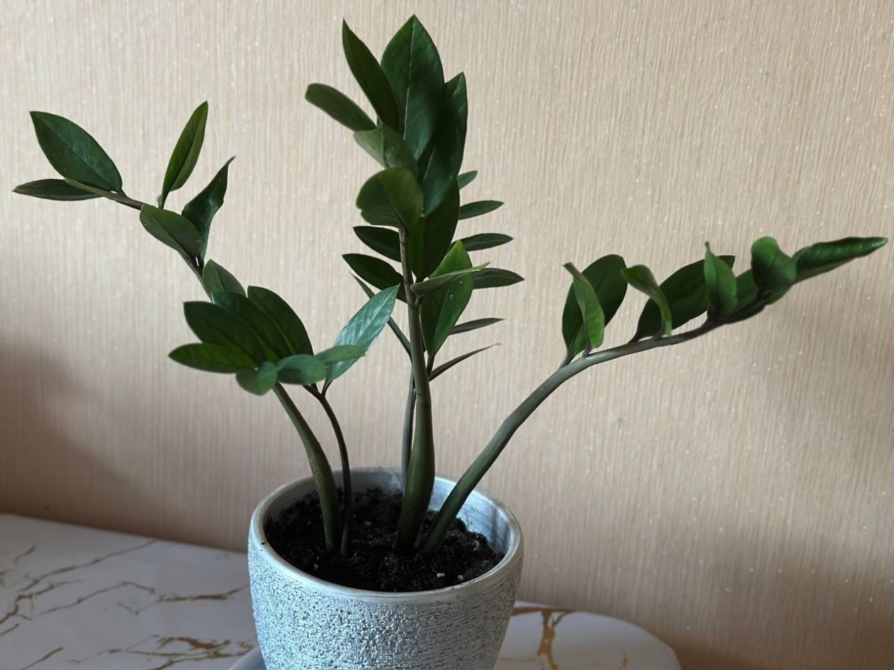 1 фрукт и ложку в горшок – и замиокулькас подарит новые стрелы: станет красавцем за 2 дня ИА Stavropol.Media