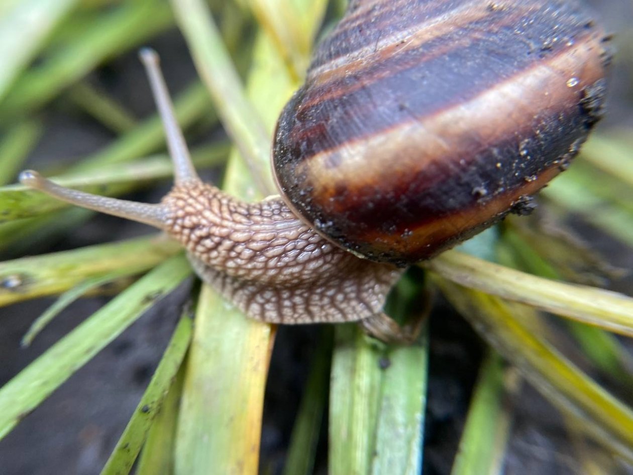 Кипячу 2 зубчика и на осенний огород - слизни и улитки бегут как от огня: ни 1-го не вижу ИА Stavropol.Media
