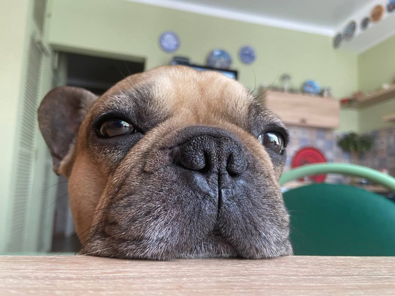 10 желаний вашего питомца - что же делает собаку счастливой фото автора