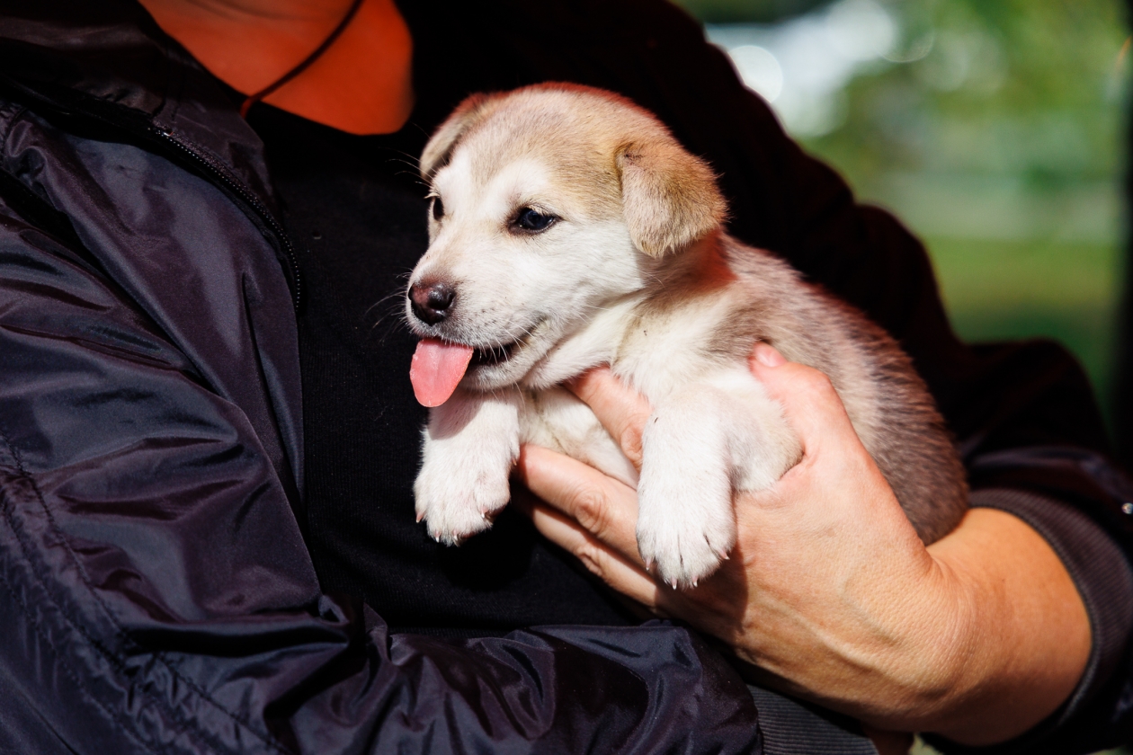 собака, щенок, дворняга, клетка, выставка-раздача, бездомные животные Евгений Кулешов, ИА PrimaMedia