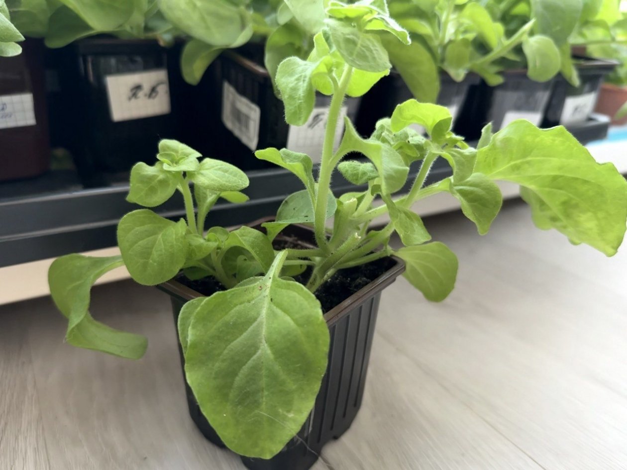 Рассада, огород, дача Марина Кудрявцева, ИА UssurMedia