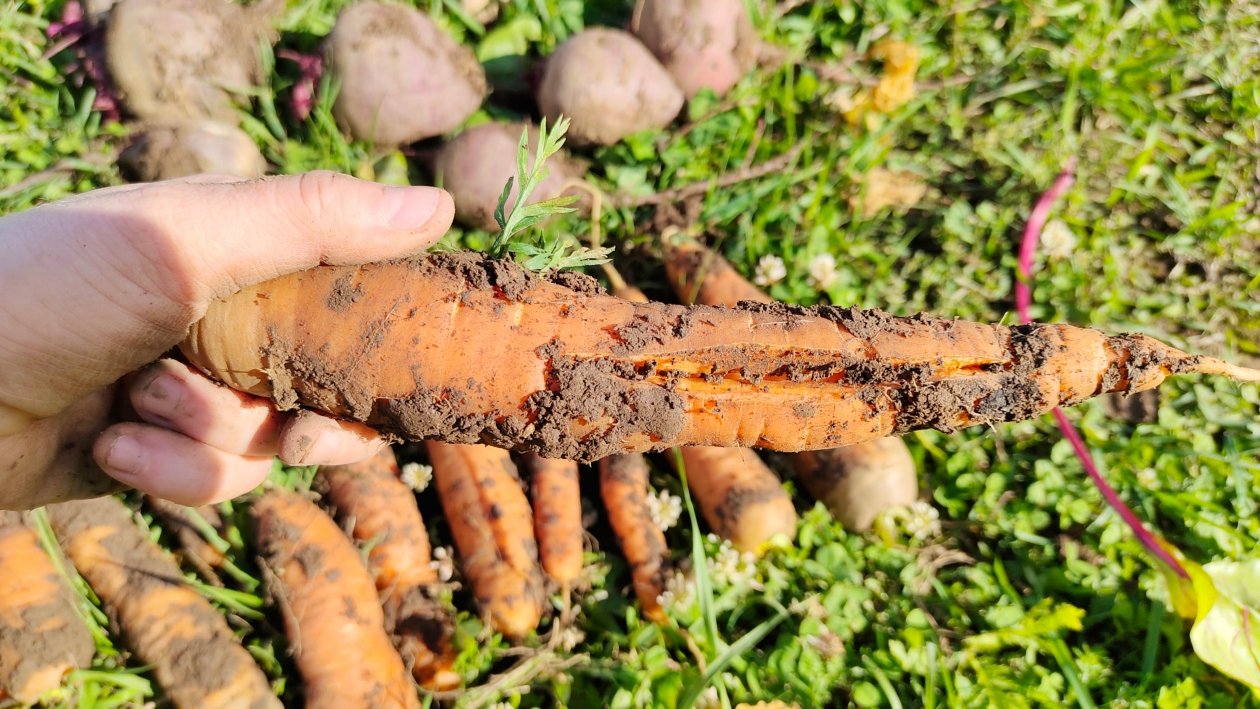 Морковь Автора