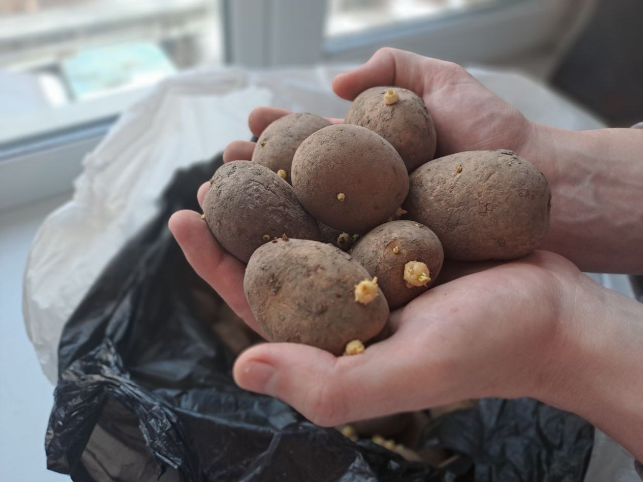 Посадили ведро, собрали центнер: 5 вкусных и урожайных сортов картофеля, для супов, пюре и запекания Ольга Брютова, ИА UssurMedia