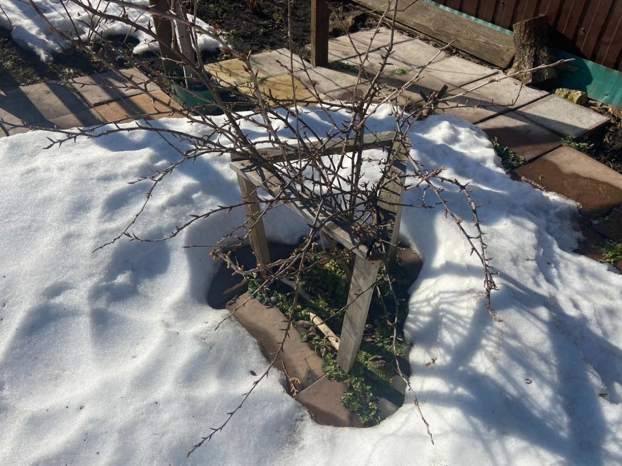 После схода снега - обязательно: что сделать весной в огороде - чек лист от агронома Давыдовой ИА StavropolMedia