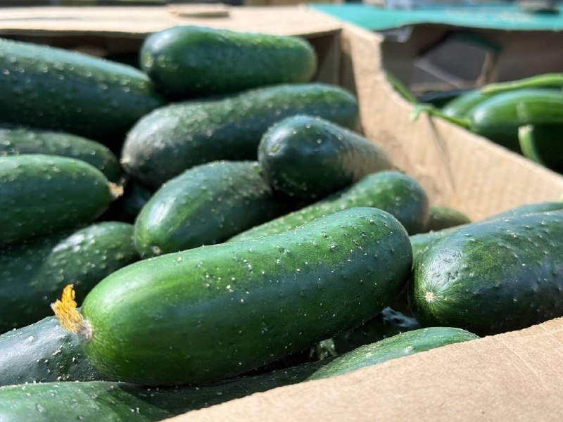 Огурцы дорожают в Ставрополе ИА Stavropol.Media