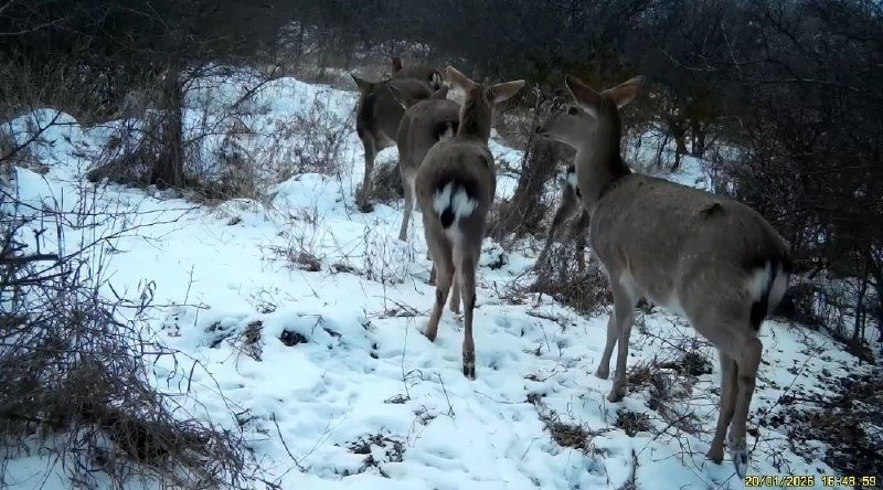 В объектив фотоловушек попали пятнистые олени на Ставрополье Минприроды Ставрополья