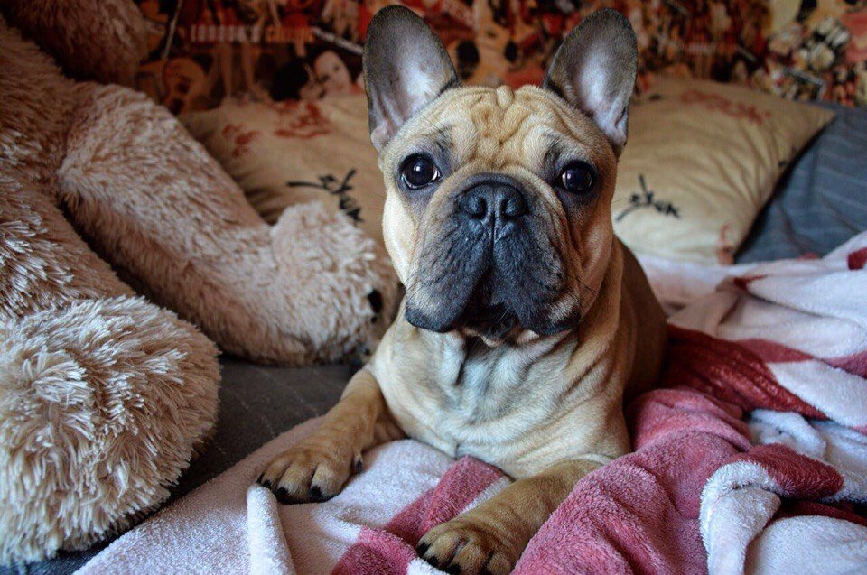 Не грызёт мебель и не воняет псиной: 6 самых аккуратных пород собак для квартиры ИА Stavropol.Media