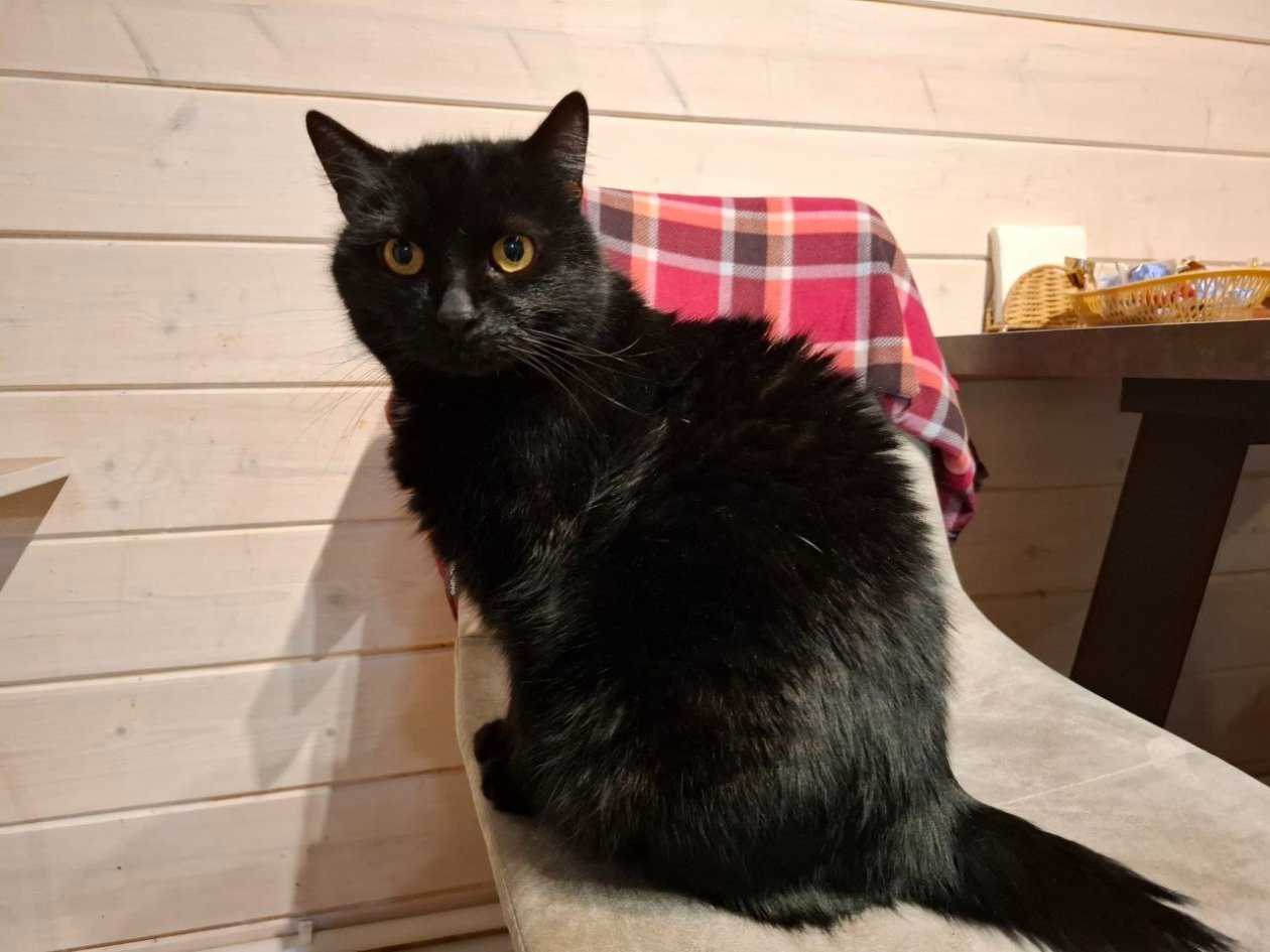 Обнимут и никогда не убегут: 4 самые ласковые породы кошек для семьи с детьми ИА Stavropol.Media