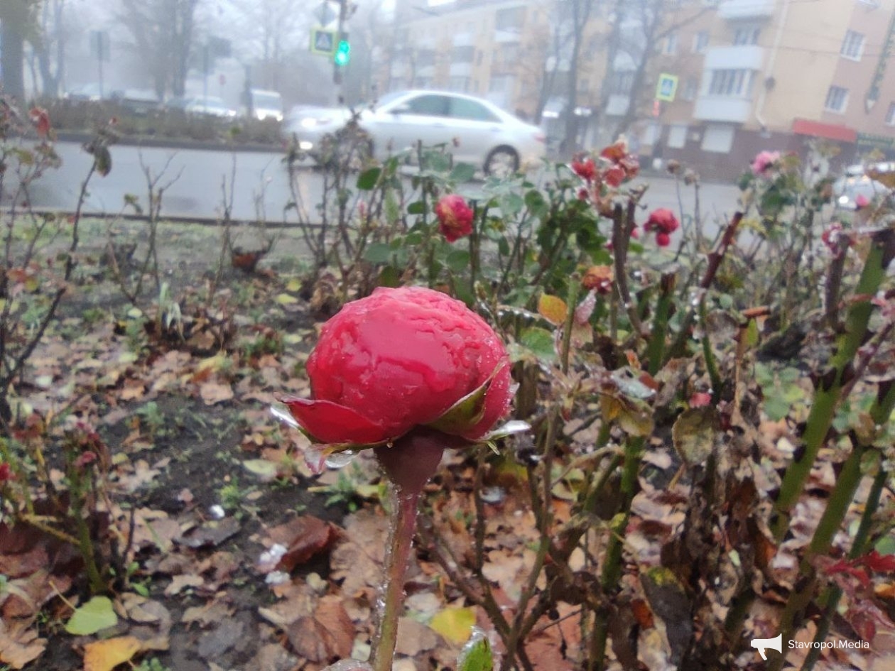 Дожди и до +14° в феврале: какая погода будет на выходных на Ставрополье ИА Stavropol.Media