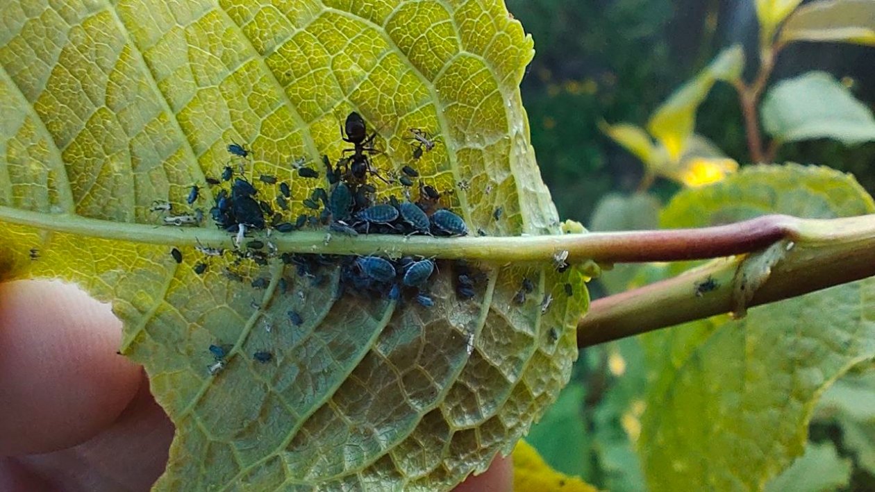 Тля ИА StavropolMedia