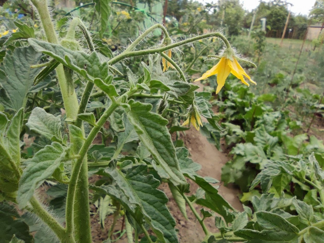 Почему на томатах скручиваются листья и что с этим делать: опытные дачники нашли ответ ИА StavropolMedia